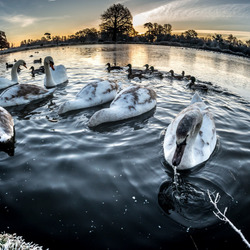 Пазл: Лебеди на озере
