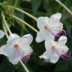 Пазл: Мирабилис