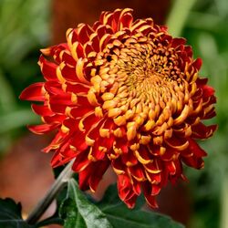 Пазл: Хризантема