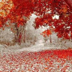 Пазл: Осенний снег