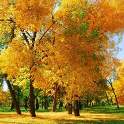 Пазл: В осеннем парке