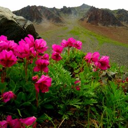 Пазл: Цветы Камчатки