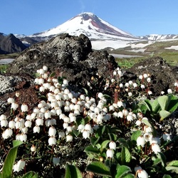 Пазл: Цветы Камчатки