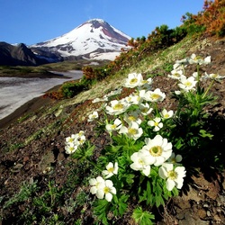 Пазл: Цветы Камчатки