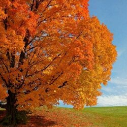 Пазл: Осенняя тишина