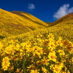 Пазл: Ярко-желтое поле цветов
