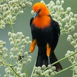 Пазл: Певчая птичка