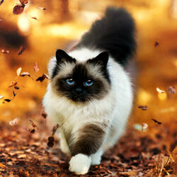 Пазл: Осенняя прогулка