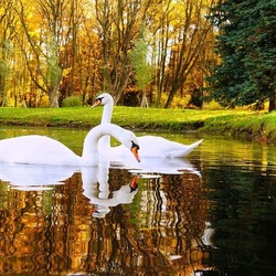 Пазл: Белые лебеди на пруду