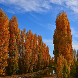 Пазл: Осенние деревья