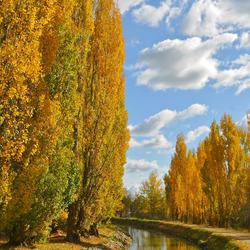 Пазл: Речка среди деревьев