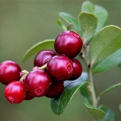 Пазл: Брусника