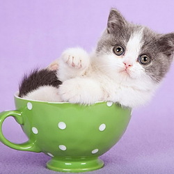 Пазл: Кошка в чашке