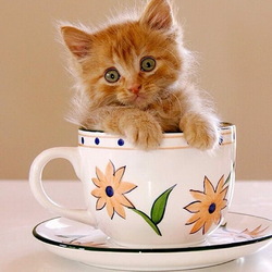 Пазл: Кошка в чашке