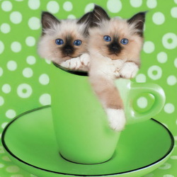 Пазл: Кошки в чашке