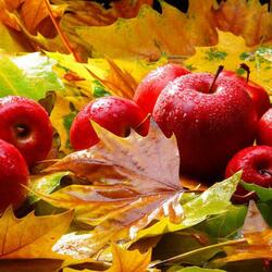 Пазл: Осенние яблоки