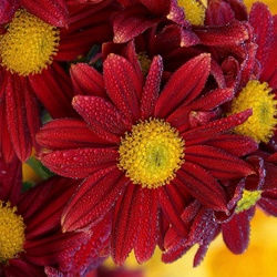 Пазл: Хризантемы в утренней росе