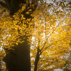 Пазл: Осеннее дерево