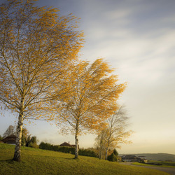 Пазл: Осенние березки