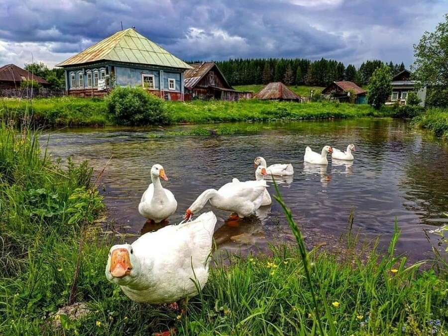 Гуси в деревне фото