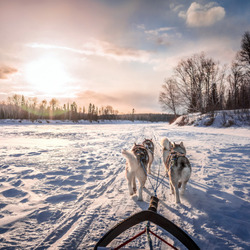 Пазл: Упряжка из собак