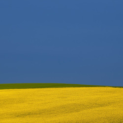 Пазл: Ярко - желтое поле