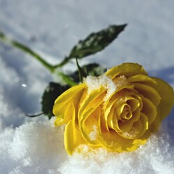 Пазл: Роза на снегу