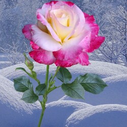 Пазл: Цветок для Снегурочки