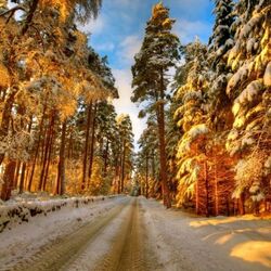 Пазл: Зимой по лесной дороге