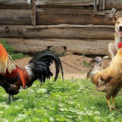 Пазл: Деревенский двор