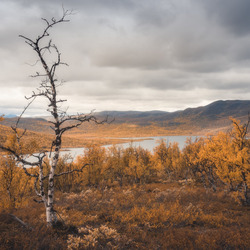 Пазл: Увядающая природа