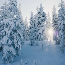 Пазл: Морозный лес