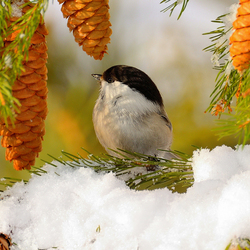 Пазл: Буроголовая гаичка