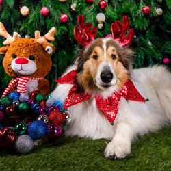 Пазл: Новогодняя собака