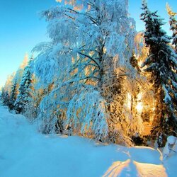 Пазл: Голубой снег