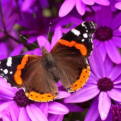 Пазл: Бабочка