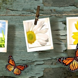 Пазл: Память о лете