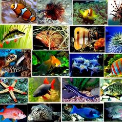 Пазл: Аквариум