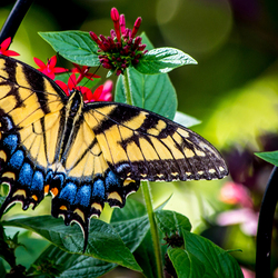 Пазл: Бабочка