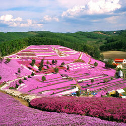 Пазл: Цветущий холм Shibazakura в японском парке Хицужияма