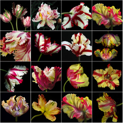 Пазл: Тюльпаны