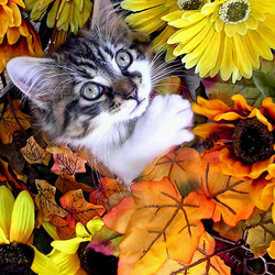 Пазл: Осенний котенок