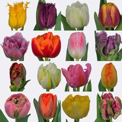 Пазл: Тюльпаны