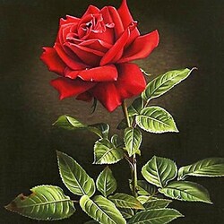 Пазл: Красная роза