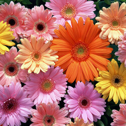 Пазл: Герберы