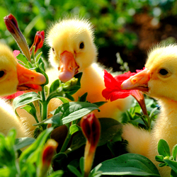 Пазл: Вкусные цветочки