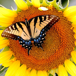 Пазл: Подсолнух и бабочка