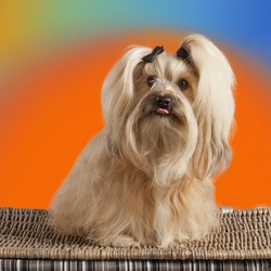 Пазл: Гаванский бишон