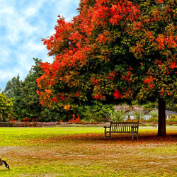 Пазл: В осеннем парке