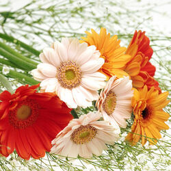 Пазл: Разноцветные герберы